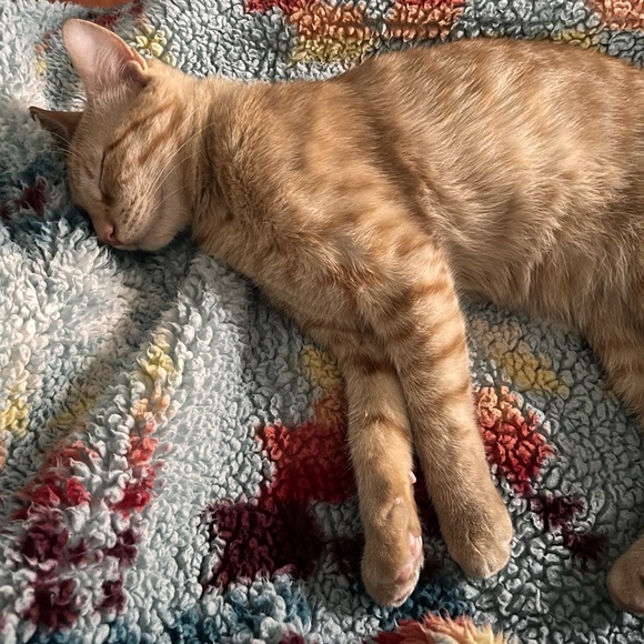 ๐ท Meet your Posher, Rachel ๐ฟ๐พ โ๏ธ โ๏ธ โ๏ธ - Picture 16 of 17